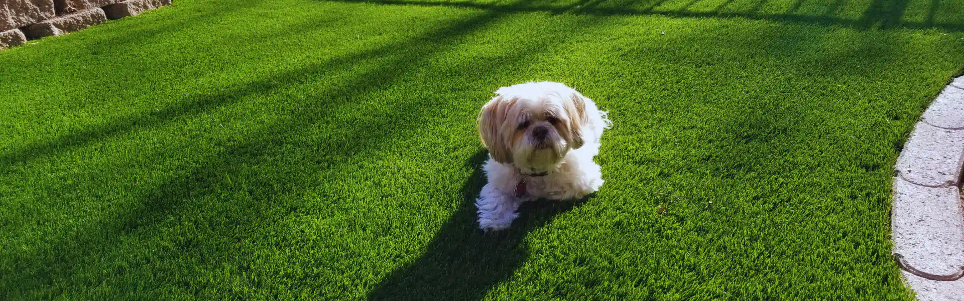 hero dog on exterior synthetic grass ivins ut